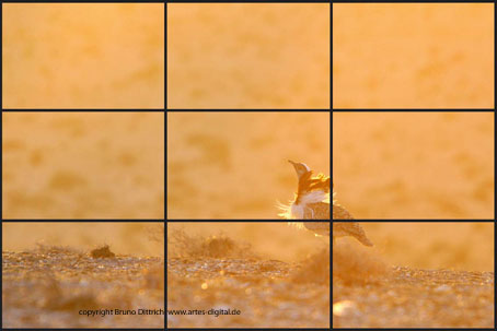 Naturfotografie in Theorie, hier der "Goldene Schnitt" und Praxis, Foto rechts