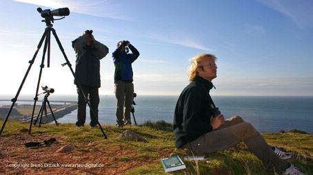Birdwatcher auf Helgoland im August warten auf seltene Zugvögel