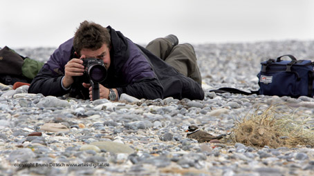 Durch Tourismus sind die Vögel auf der Helgoländer Düne sehr nah zu beobachten