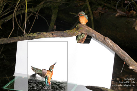 Montage des Freilandstudios und dem eingeklinkten Foto des auftauchenden Vogels