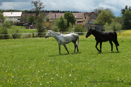 Pferdekoppel bei Lippach, Ostalb, im Mai