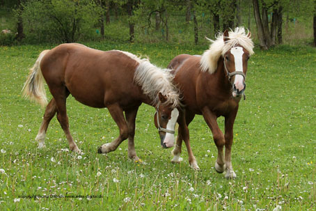 Pferde auf der Koppel im Mai