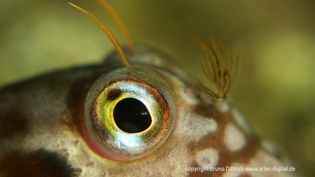 Auge eines Rotlippen Schleimfischs