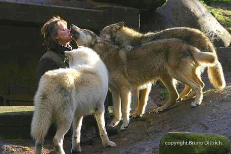 Wolfsforscherin Tania Askani mit ihrem Wolfsrudel