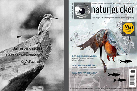 Eisvogel Titelfoto 1973 und 2013 