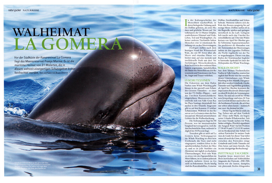 Bild und Text Reportage über das Whale watching im "natur/gucker"