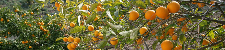 Orangen Plantage im Januar