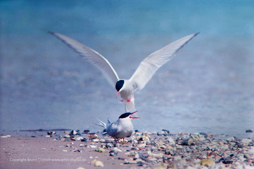 1967 Seeschwalben Fehmarn