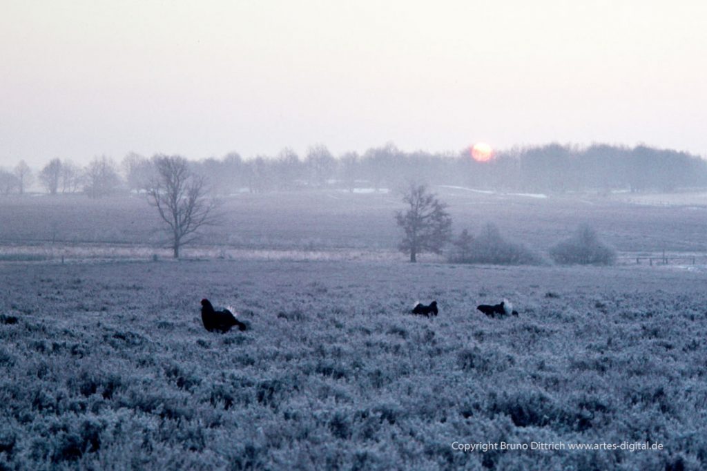 1969 Birkwild Balzplatz