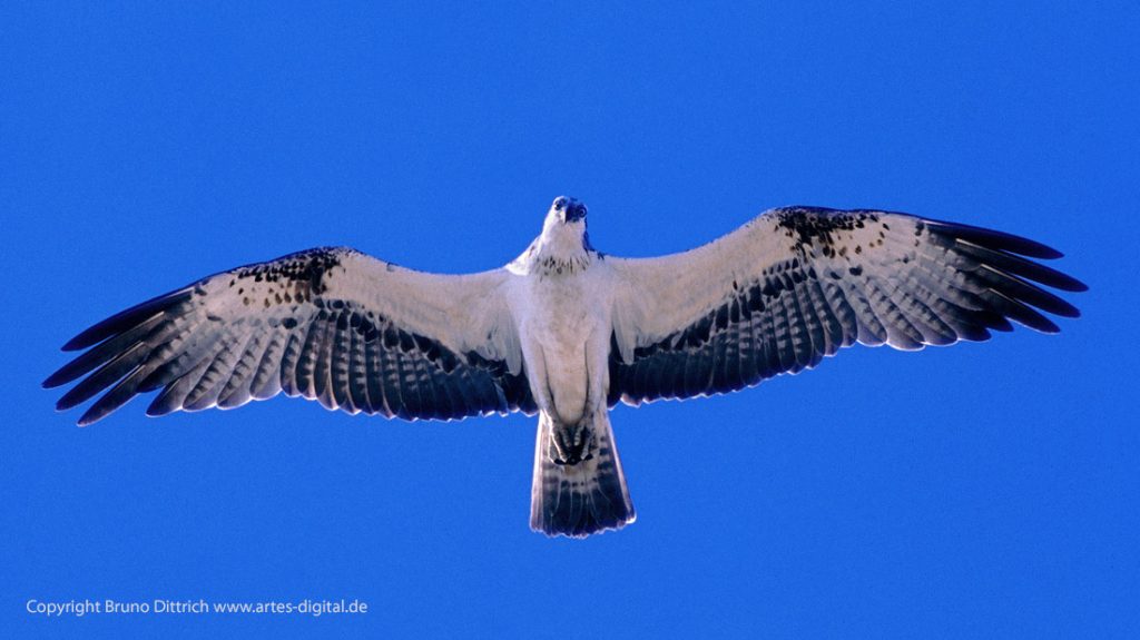 1974 Fischadler, Rotes Meer