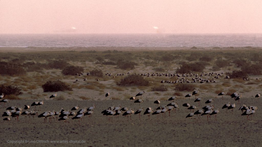 1977 Rastende Weisstörche, At Tur, Golf von Suez