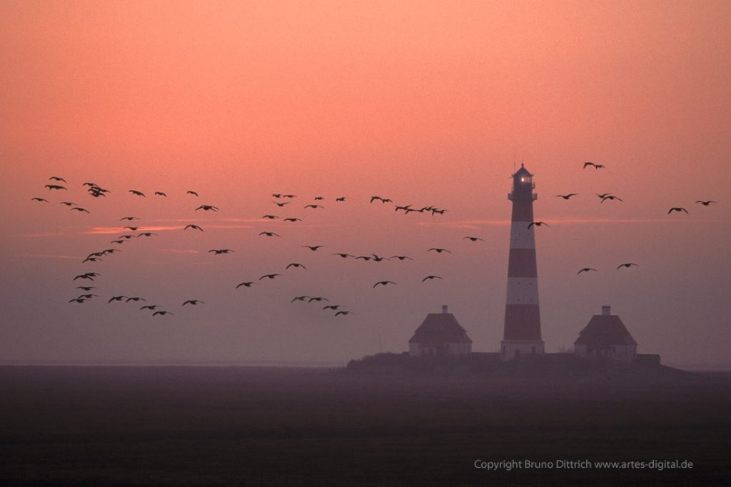 1980 Nonnengänse Westerhever Leuchtturm
