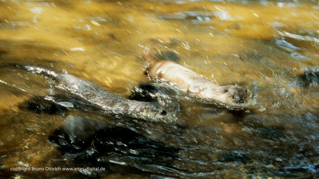 1989 Fischotter, fillflash 2. Vorhang