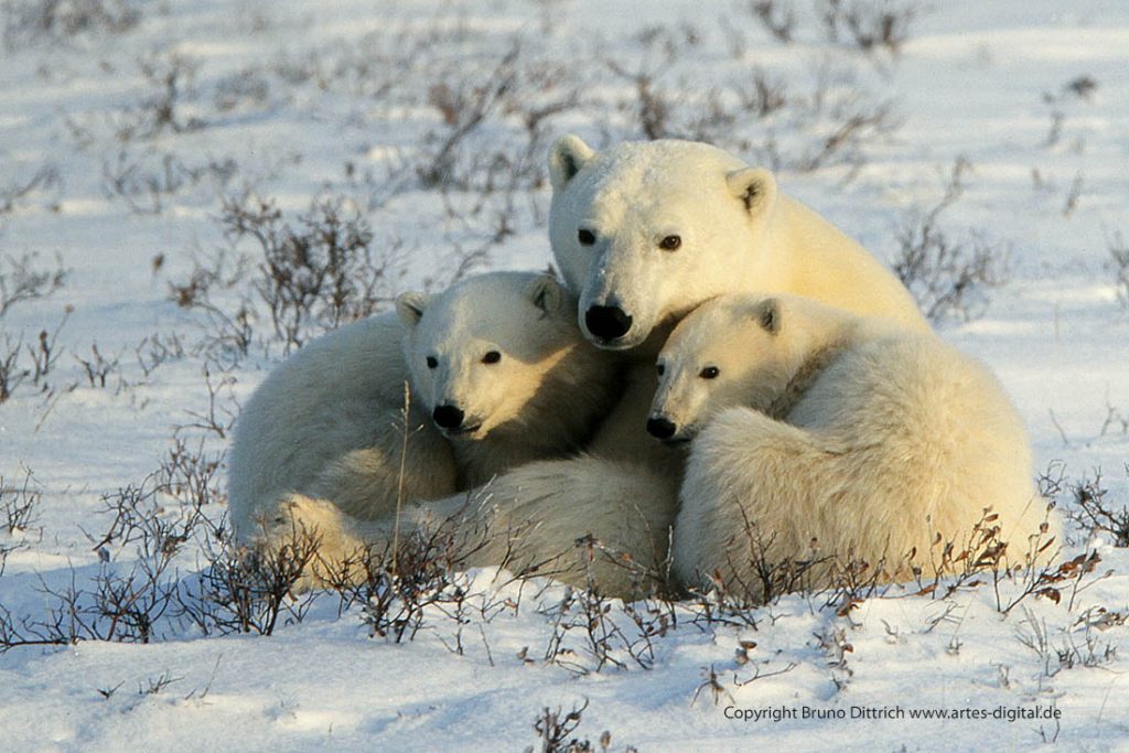 1996 Eisbärin mit Jungtieren, Churchill, Kanada