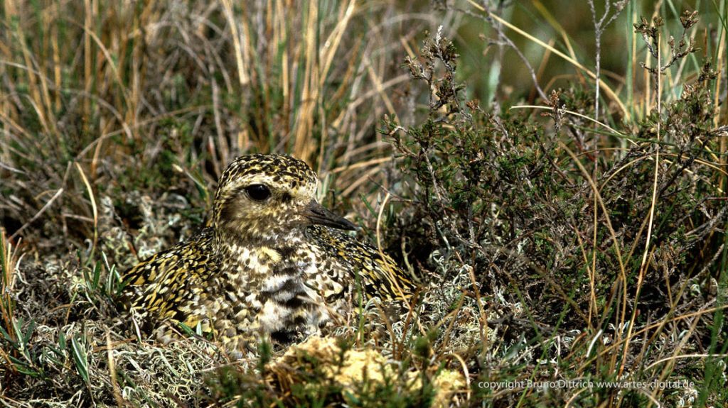 2001 Goldregenpfeifer perfekt getarnt, Südscheden