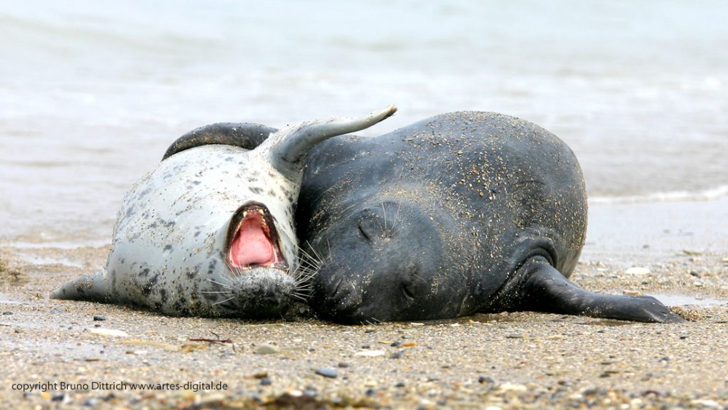 2004 Kegelrobben auf der Helgoländer Düne