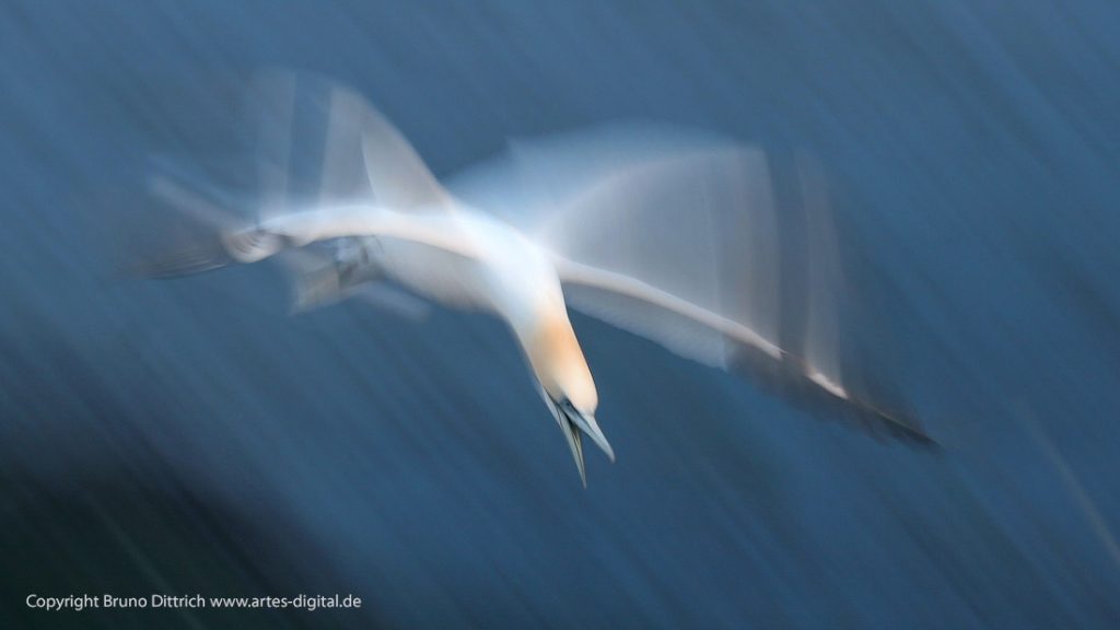 2005 Basstölpel, Helgoland