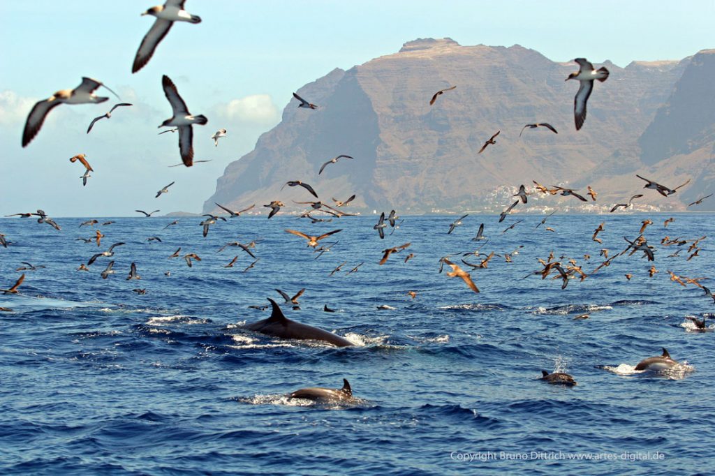 2005 Brydewal, Delfine und Sepiasturmtaucher vor Valle Gran Rey, La Gomera