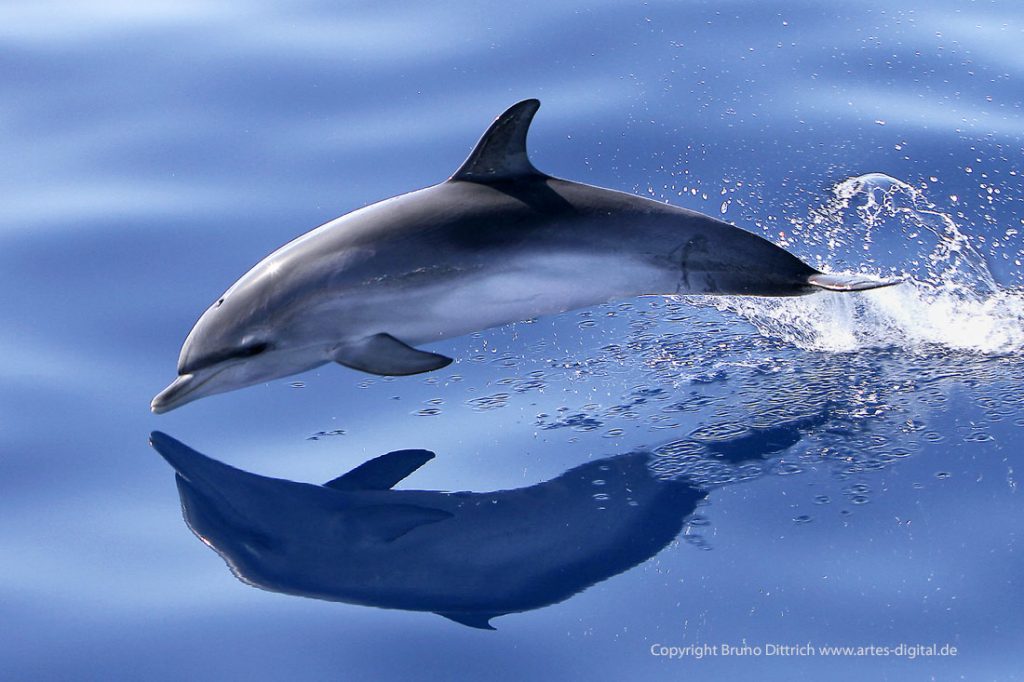 2010 Zügeldelfin, La Gomera
