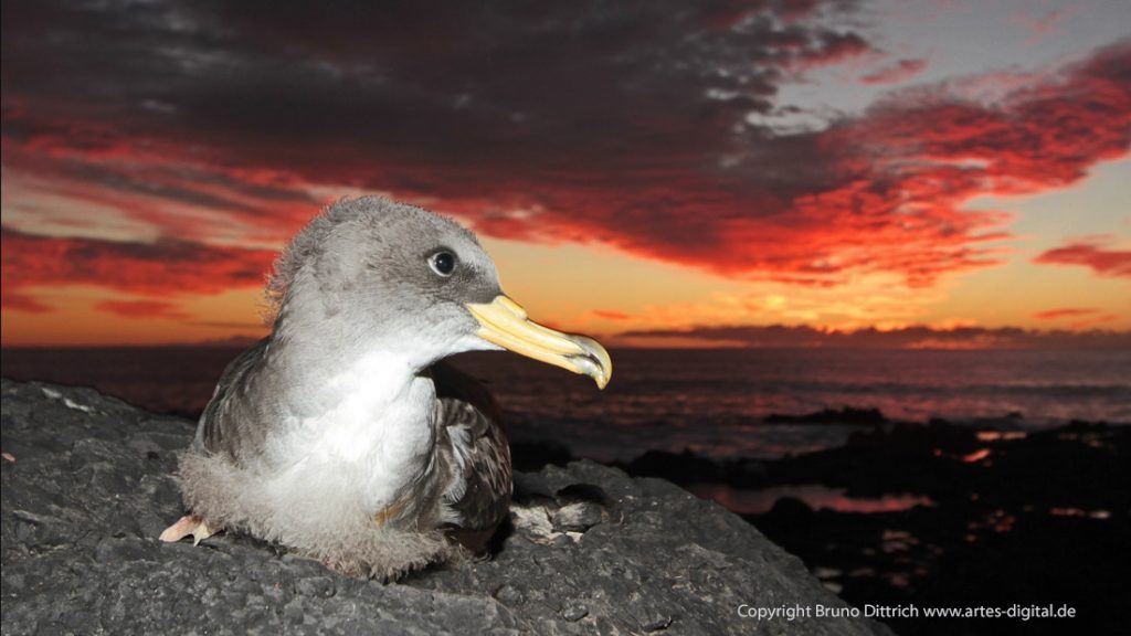 2016 Sepiasturmtaucher, flügger Jungvogel in Valle Gran Rey, La Gomera