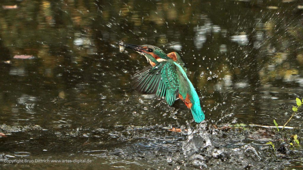 Eisvogel taucht mit Beute auf.