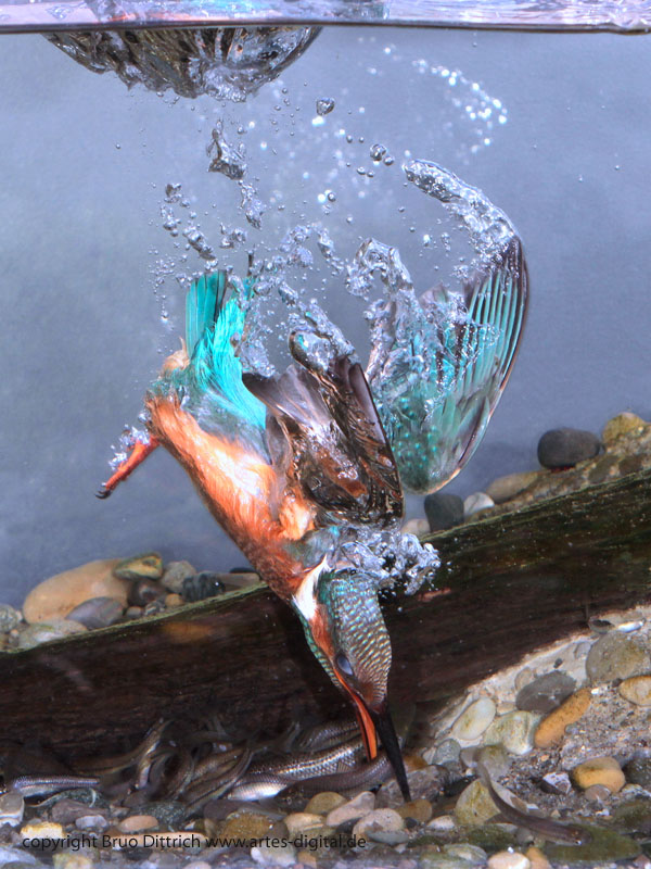 Eisvogel im Aquarium 2018