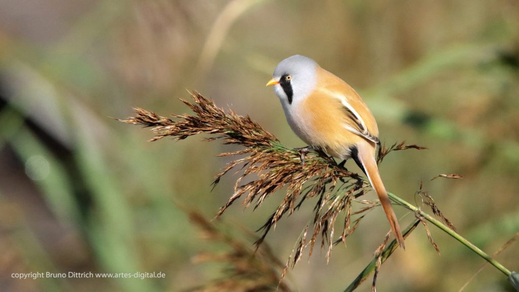 2021 Bartmeise am Federsee