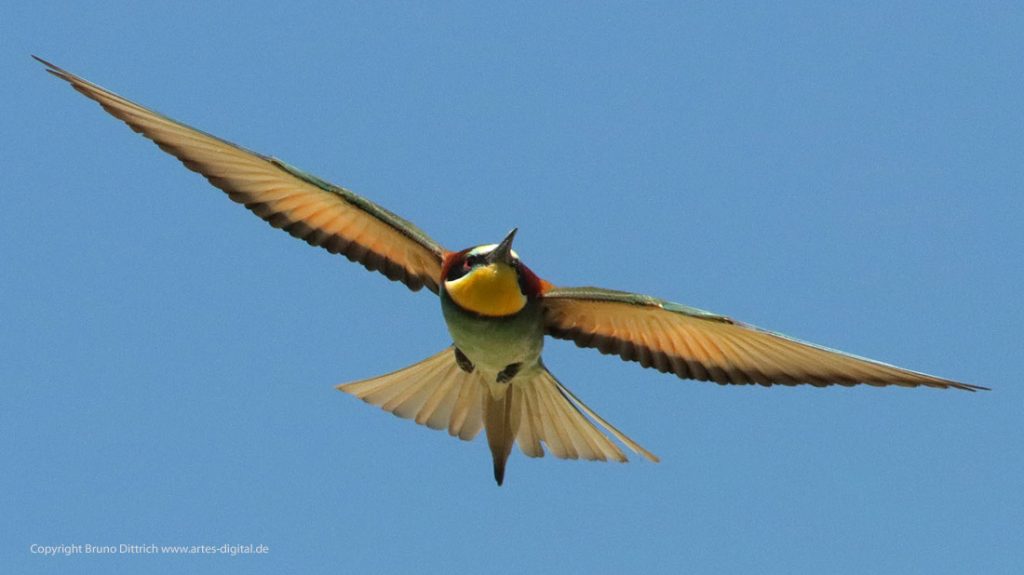 2022 Bienenfresser am Neusiedler See