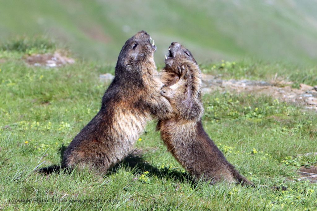 Murmeltiere im Nationalpark Hohe Tauern