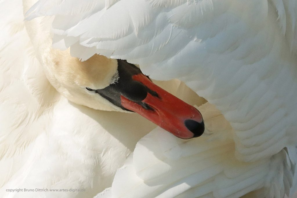 Höckerschwan Portrait