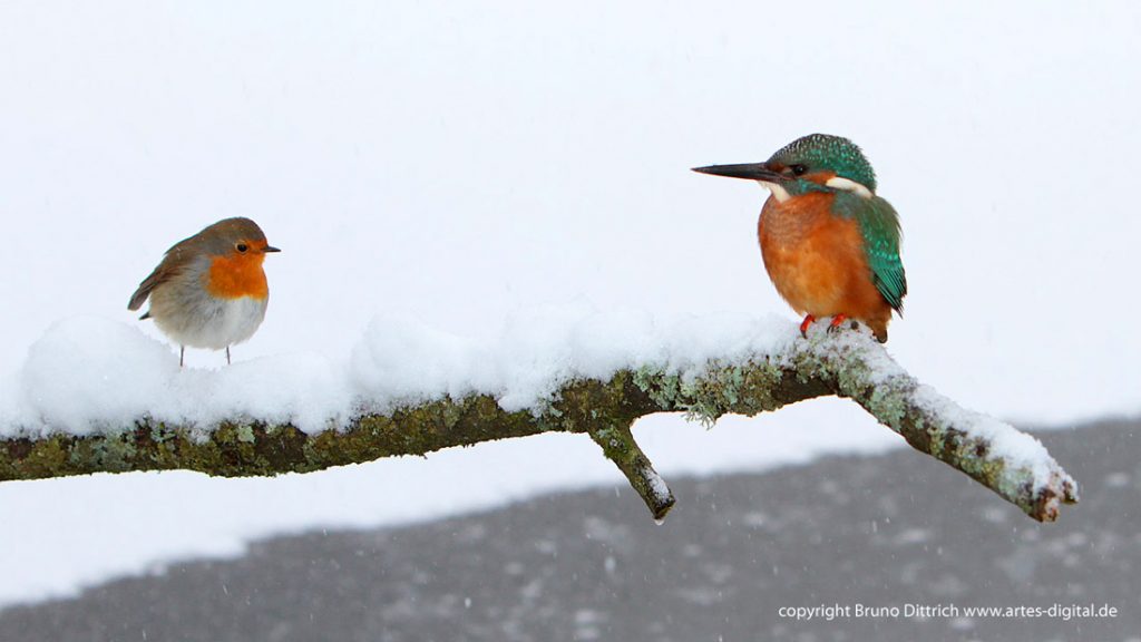 Eisvogel und Rotkehlchen